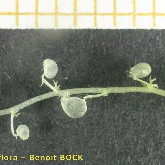 Utricularia minor Fruit