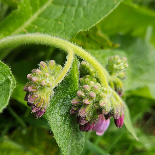 Symphytum asperum Blodyn