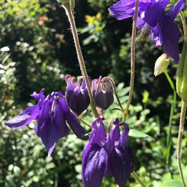 Aquilegia alpina Blomma