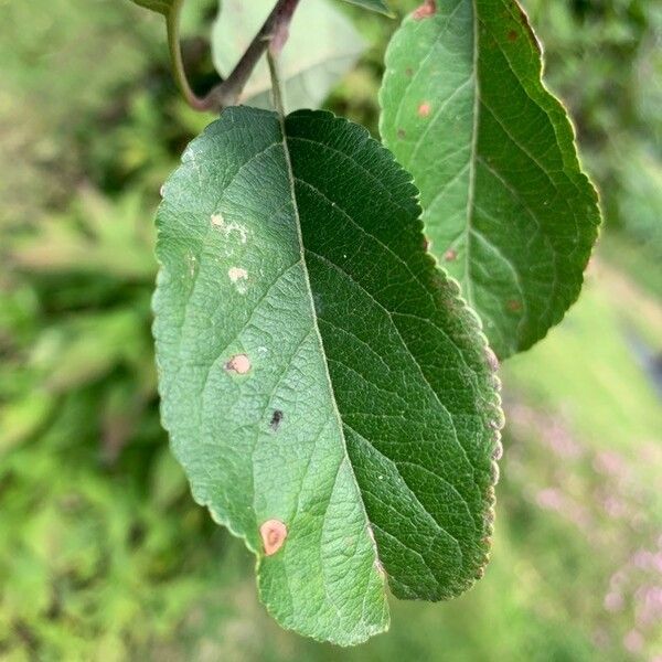 Malus pumila Blad