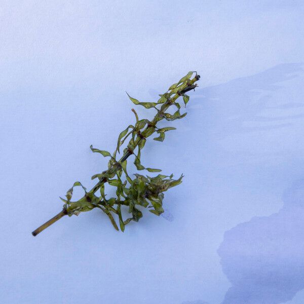 Elodea nuttallii Blad