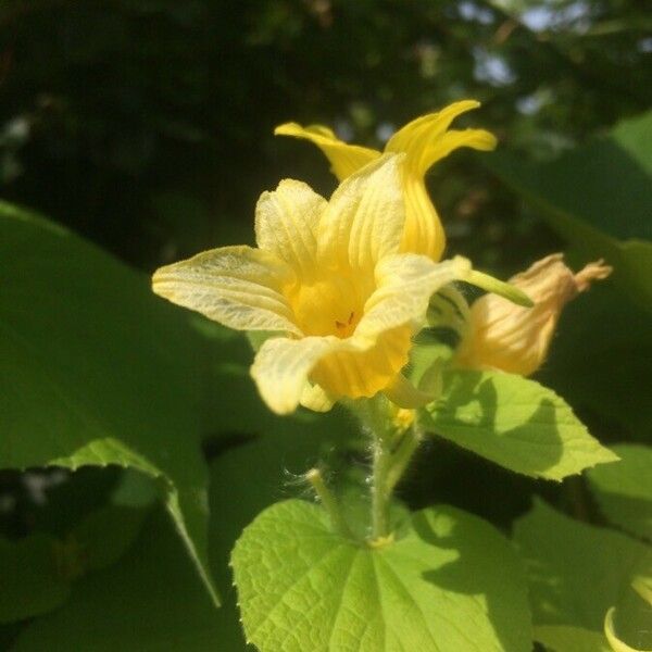 Thladiantha dubia Blomma