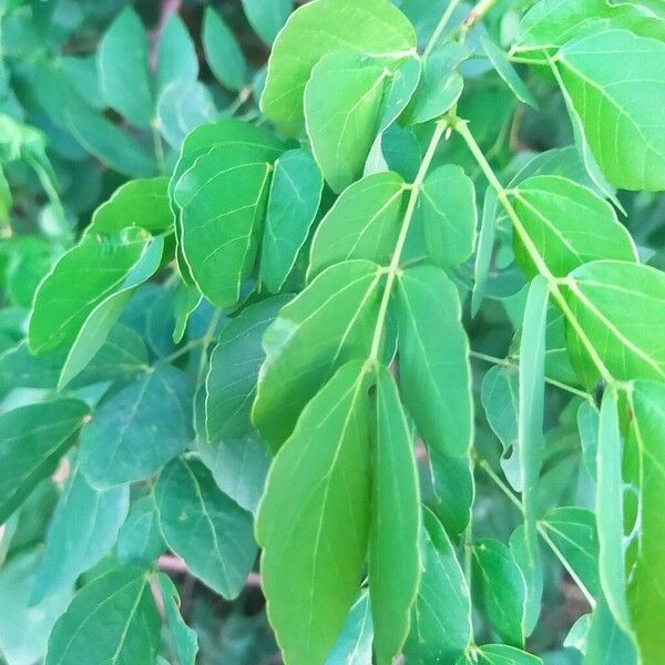 Mimosa caesalpiniifolia Blatt