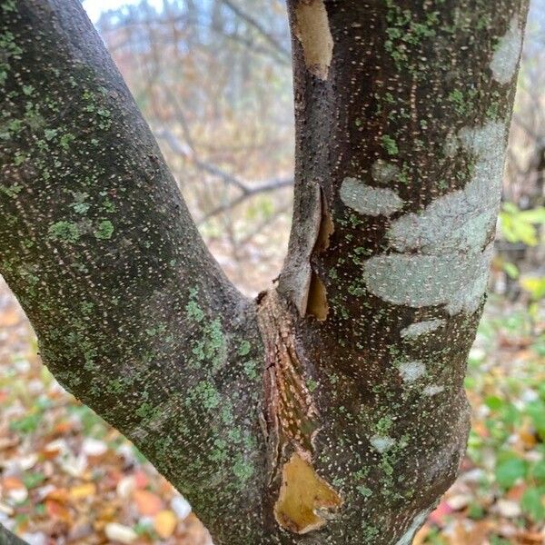 Cornus florida Bark