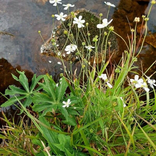 Ranunculus platanifolius Habitus