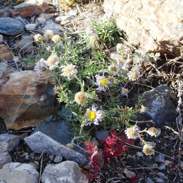 Aster altaicus Floare