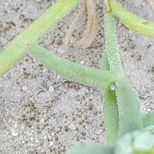 Aizoanthemopsis hispanica Leaf