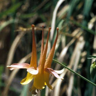 Aquilegia desertorum ফুল