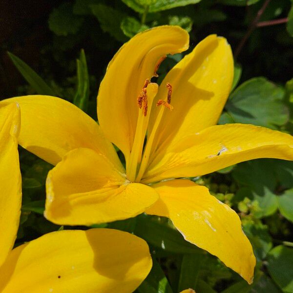 Lilium bulbiferum 花