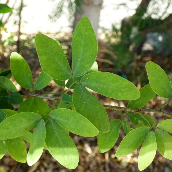 Pithecellobium dulce Leaf