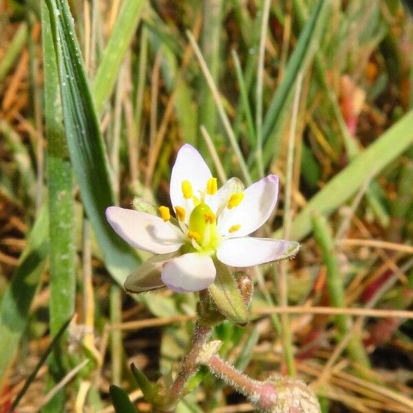 Spergularia media Blomst