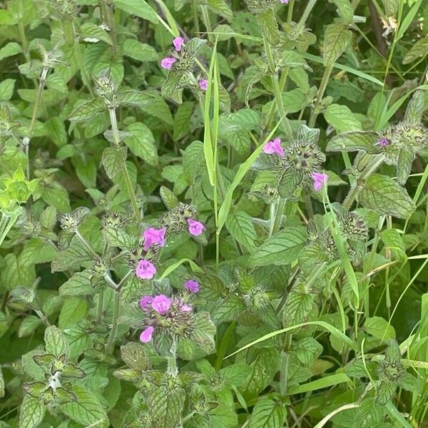 Clinopodium vulgare आदत