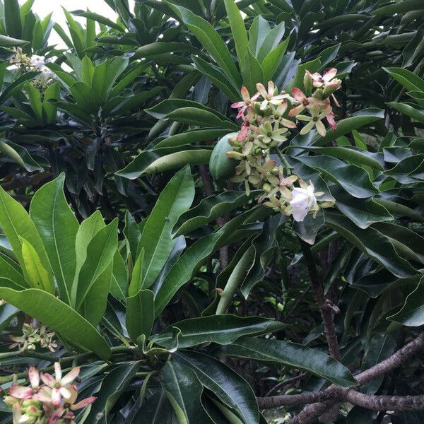 Cerbera manghas Плод