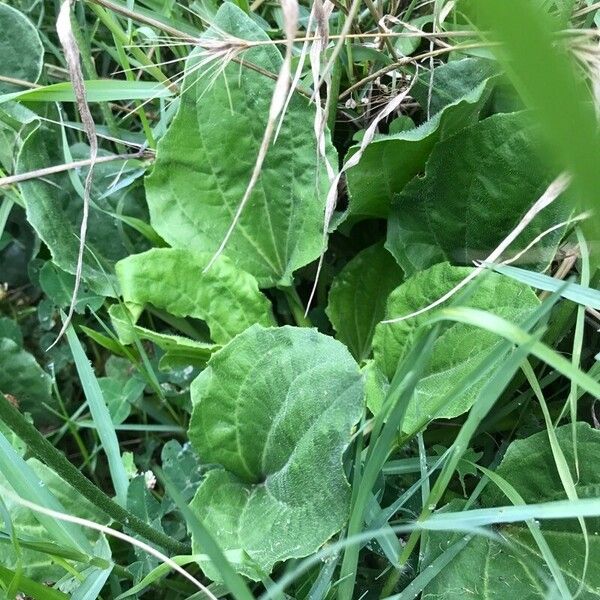 Plantago major ഇല