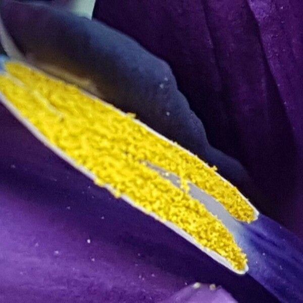 Iris reticulata 其他