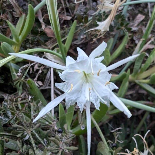 Pancratium maritimum Λουλούδι