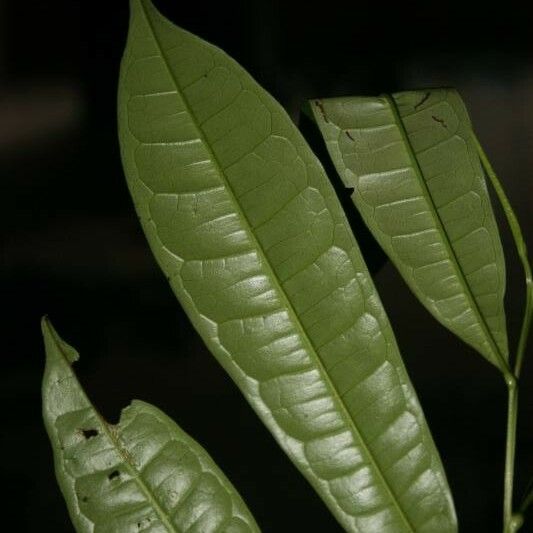 Vantanea parviflora Deilen