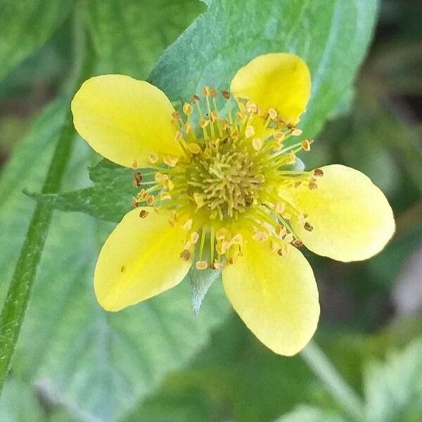 Geum urbanum Blüte