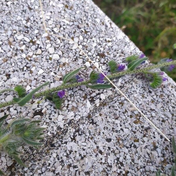 Echium arenarium Virág