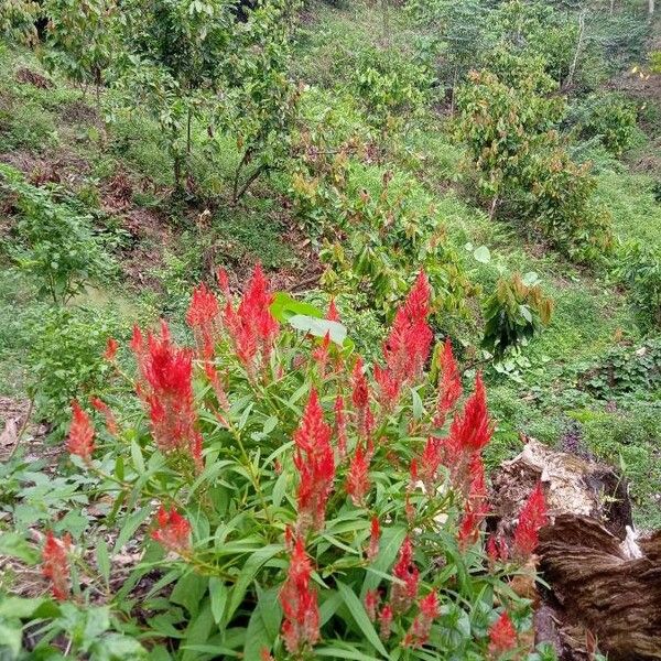 Celosia argentea Λουλούδι