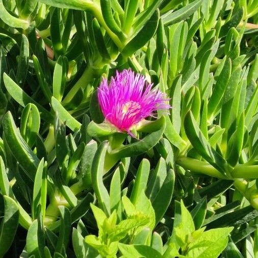 Carpobrotus edulis Blüte