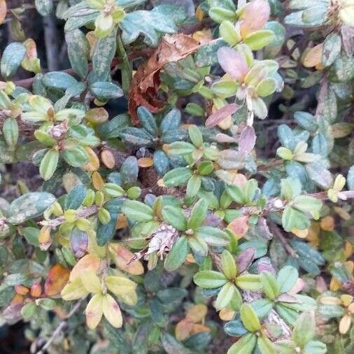 Cotoneaster microphyllus Leaf