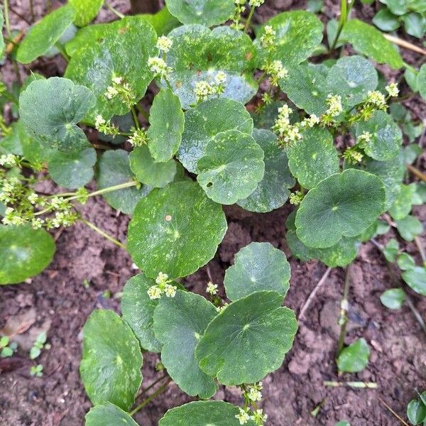 Hydrocotyle bonariensis List