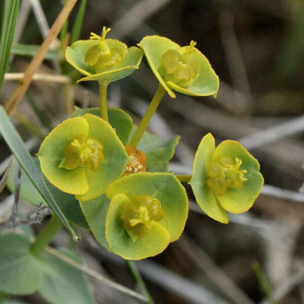 Euphorbia falcata Kvet