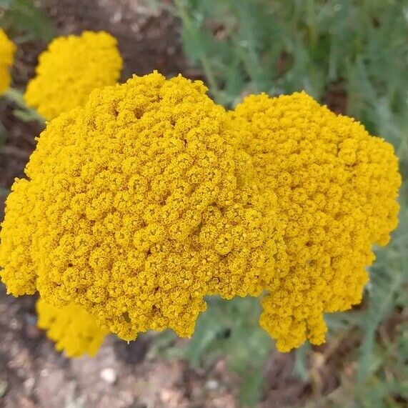 Achillea filipendulina Цвят