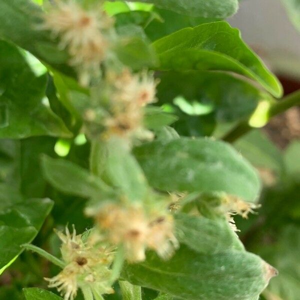 Gamochaeta purpurea Flower