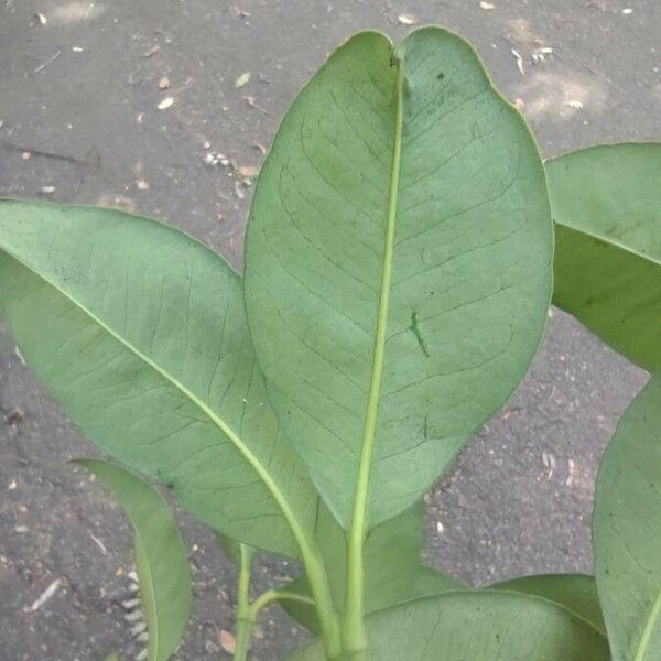 Garcinia gardneriana 葉