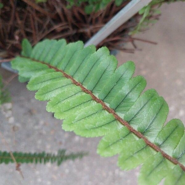 Nephrolepis cordifolia 叶