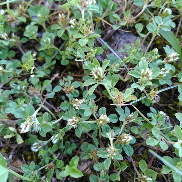 Trifolium scabrum ফুল