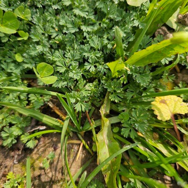 Alchemilla australis Folha