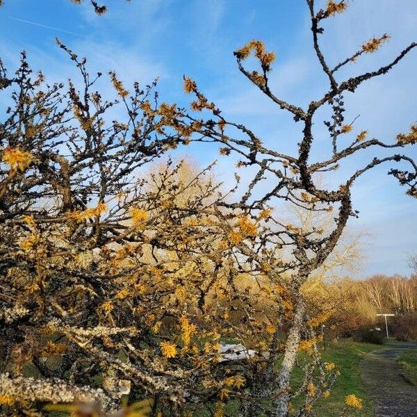 Hamamelis mollis 树皮