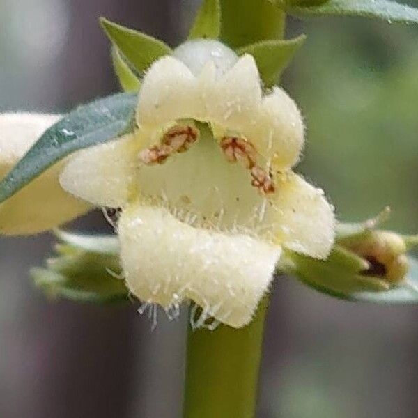 Digitalis lutea Blomma