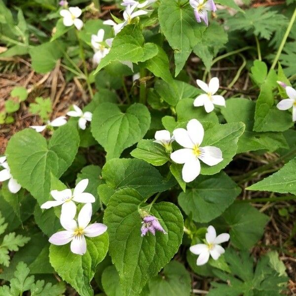 Viola canadensis 花