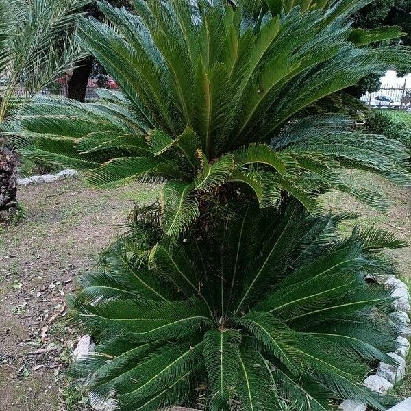 Cycas revoluta Хабит