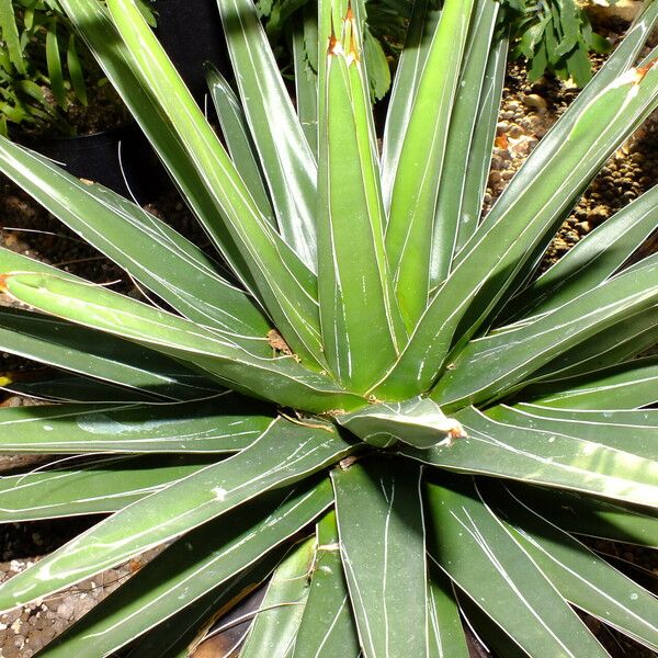 Agave victoriae-reginae ഇല