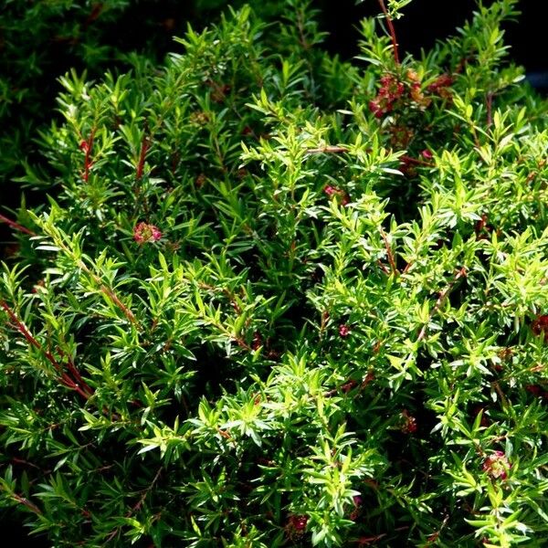 Leptospermum scoparium Elinympäristö