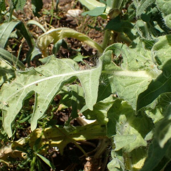 Hyoscyamus niger Blatt