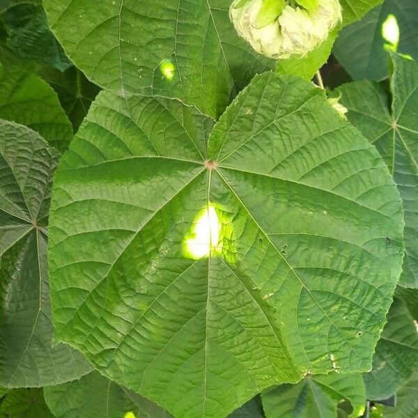 Dombeya wallichii Leaf