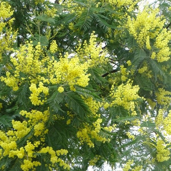 Acacia decurrens Flower