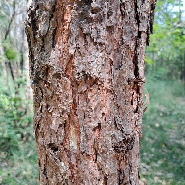 Pinus rigida Casca