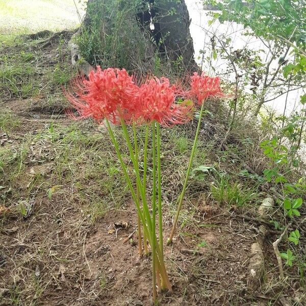 Lycoris radiata 花