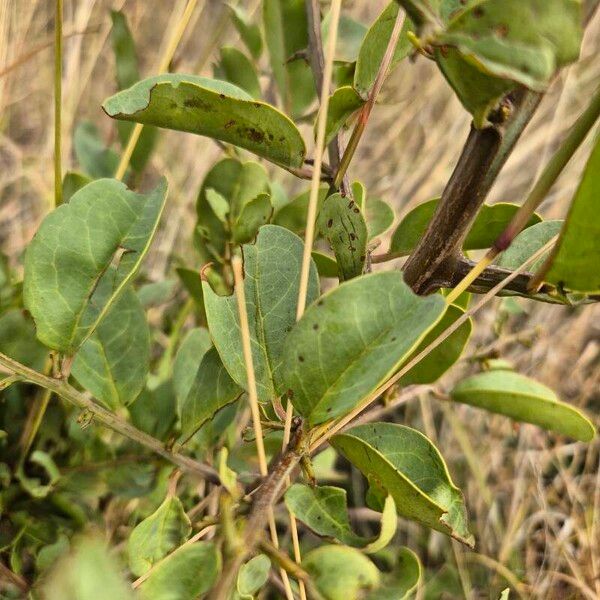 Ximenia americana Leaf