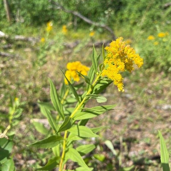 Solidago gigantea Blomma