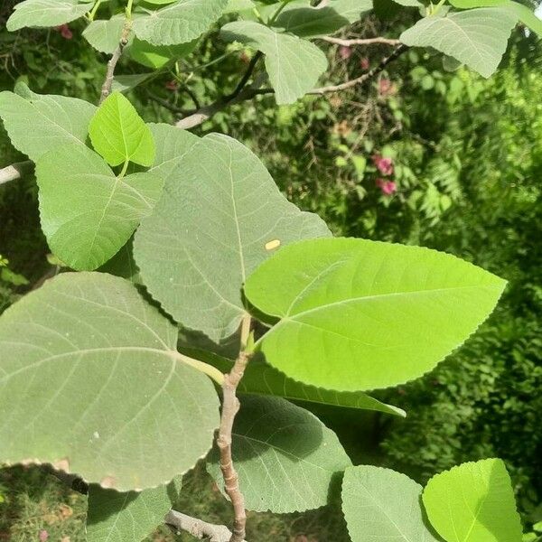 Ficus palmata Leht