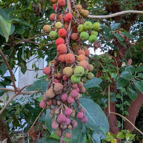 Arbutus menziesii Meyve