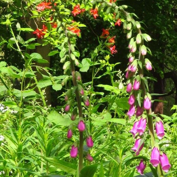 Digitalis purpurea Flor